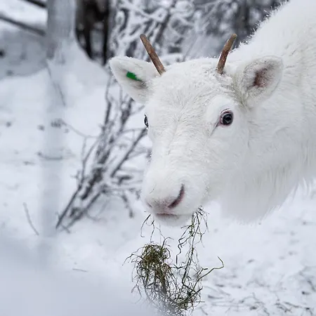 North Solace 22d By Hilla