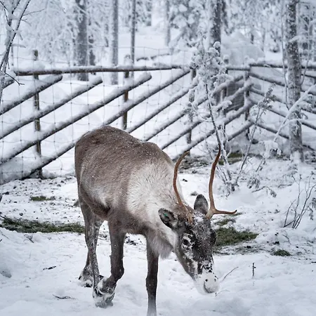 North Solace 22d By Hilla * Levi