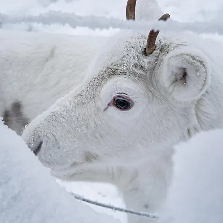 North Solace 22d By Hilla * Levi