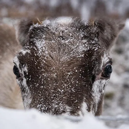 North Solace 22d By Hilla Levi