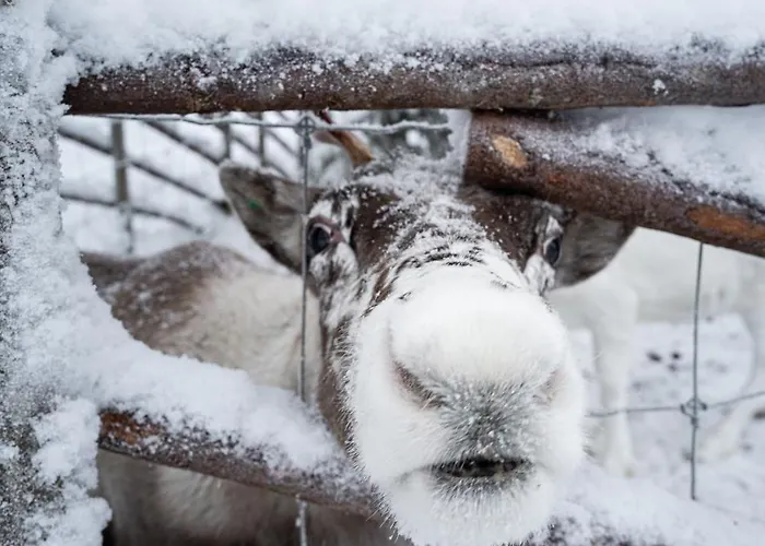 North Solace 22d By Hilla 레비