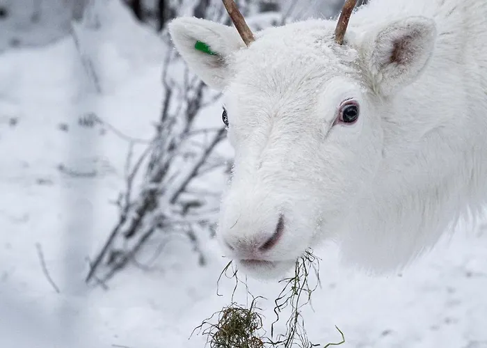 North Solace 22d By Hilla