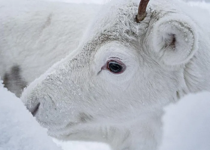 North Solace 22d By Hilla * 레비