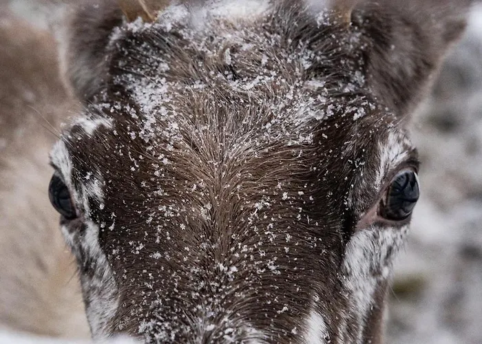 North Solace 22d By Hilla 레비